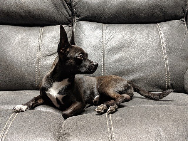 Скачать бесплатно Chihuahua Choweenie Dog - бесплатное фото или изображение для редактирования с помощью онлайн-редактора GIMP