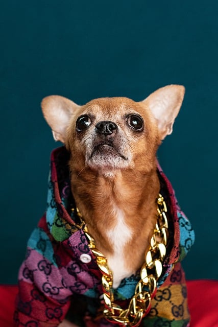 Free download chihuahua dog animal pet canine free picture to be edited with GIMP free online image editor