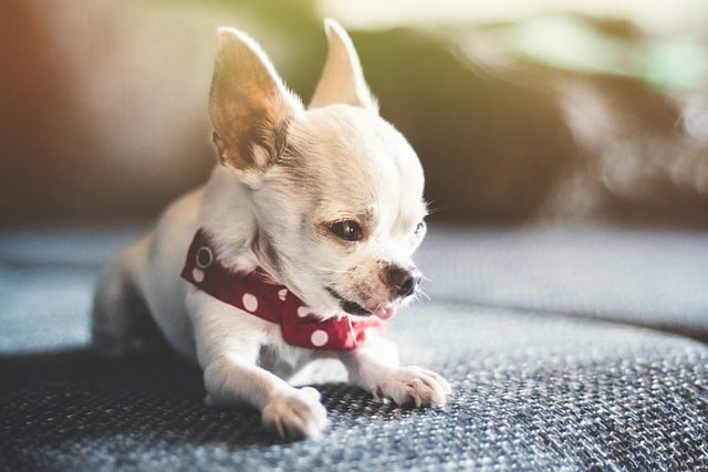 ດາວໂຫຼດຟຣີ chihuahua dog pet home animal picture free to be edited with GIMP free online image editor