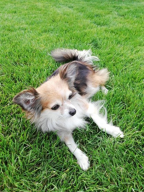 ดาวน์โหลดฟรี Chihuahua Dog Rush - รูปถ่ายหรือรูปภาพฟรีที่จะแก้ไขด้วยโปรแกรมแก้ไขรูปภาพออนไลน์ GIMP
