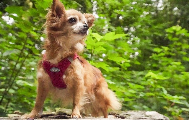 Unduh gratis Chihuahua Forest Dog In The - foto atau gambar gratis untuk diedit dengan editor gambar online GIMP
