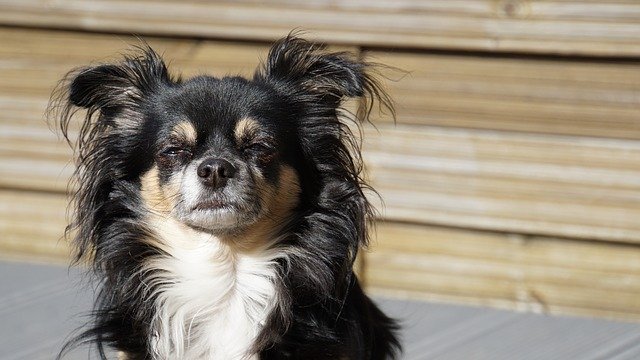 Free download chihuahua long hair chihuahua dog free picture to be edited with GIMP free online image editor