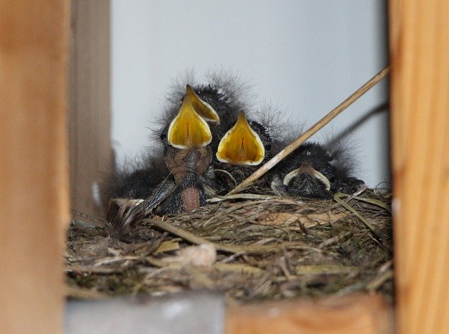 Ücretsiz indir Child Birds Baby - GIMP çevrimiçi resim düzenleyici ile düzenlenecek ücretsiz fotoğraf veya resim