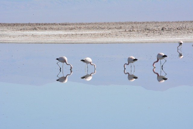 Descărcare gratuită Chile Atacama Flamingo - fotografie sau imagini gratuite pentru a fi editate cu editorul de imagini online GIMP