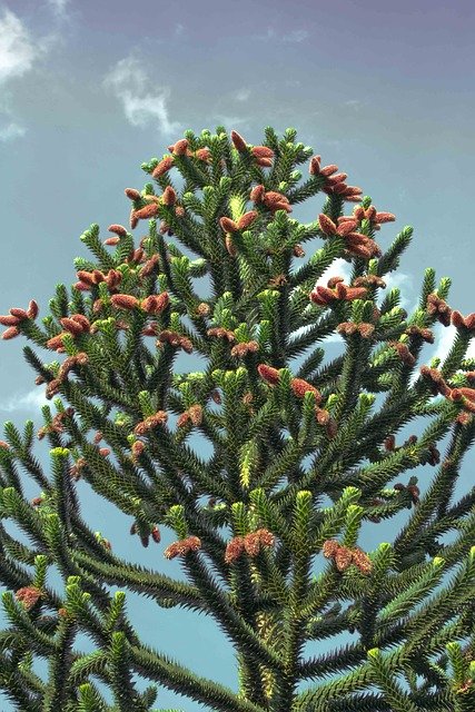Free download Chile Pine Araucana Araucaria -  free photo or picture to be edited with GIMP online image editor