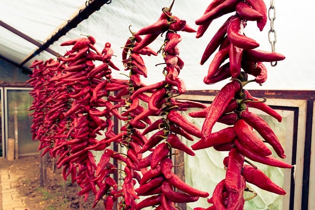 Free download chili bunch burning close up free picture to be edited with GIMP free online image editor