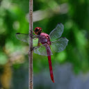 Chili Dragonfly  screen for extension Chrome web store in OffiDocs Chromium