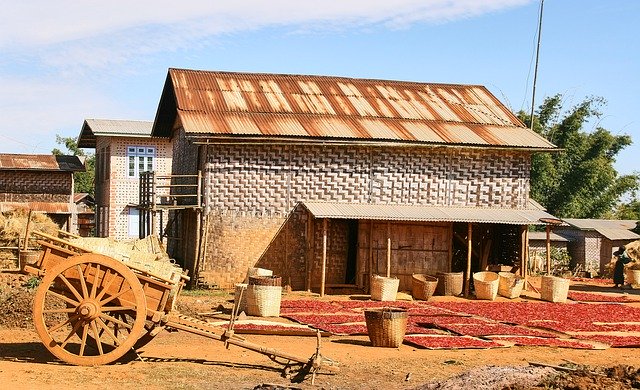 Free download Chili Harvest Myanmar -  free photo or picture to be edited with GIMP online image editor