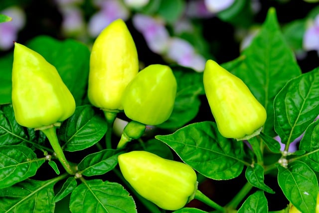 Free download chili pepper vegetable spicy plant free picture to be edited with GIMP free online image editor