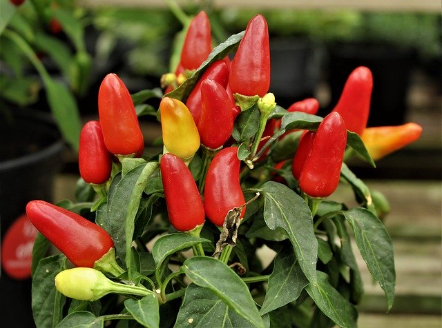 دانلود رایگان Chillies Spice Spices - عکس یا تصویر رایگان قابل ویرایش با ویرایشگر تصویر آنلاین GIMP