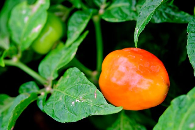 Free download chilli fresh vegetable plant spice free picture to be edited with GIMP free online image editor