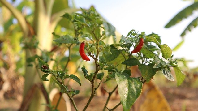 הורדה חינם של Chilli Pepper Spices - תמונה או תמונה בחינם לעריכה עם עורך התמונות המקוון GIMP