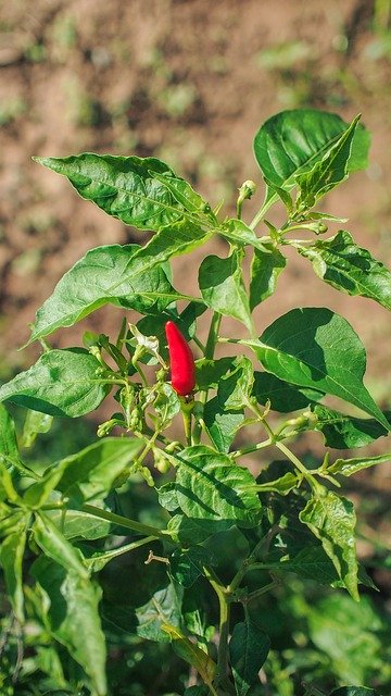 הורדה חינם Chilli Red Green - תמונה או תמונה בחינם לעריכה עם עורך התמונות המקוון GIMP