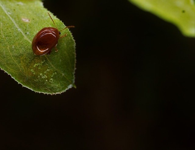 Téléchargement gratuit de Chilocorinae Coleoptera - photo ou image gratuite à éditer avec l'éditeur d'images en ligne GIMP