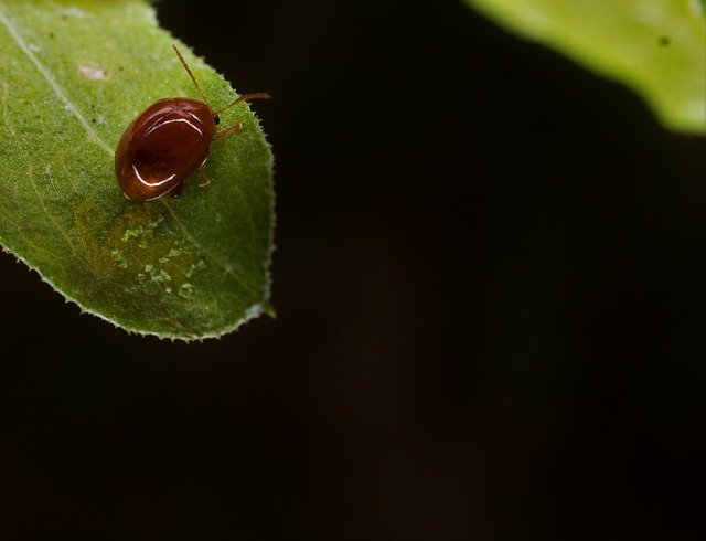 Free download Chilocorinae Coleoptera -  free photo or picture to be edited with GIMP online image editor