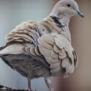 Chim bồ câu  screen for extension Chrome web store in OffiDocs Chromium