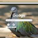 Chim Bo Cau Dai  screen for extension Chrome web store in OffiDocs Chromium