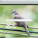 Chim Bo Cau Rung  screen for extension Chrome web store in OffiDocs Chromium