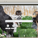 Chim dai bang den  screen for extension Chrome web store in OffiDocs Chromium