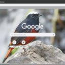 Chim Dau Trang  screen for extension Chrome web store in OffiDocs Chromium