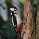 Chim gõ kiến  screen for extension Chrome web store in OffiDocs Chromium