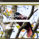 Chim Oriole  screen for extension Chrome web store in OffiDocs Chromium