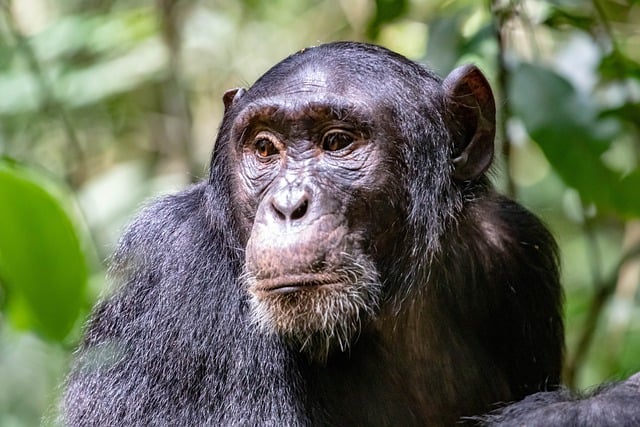 Free download chimpanzee africa primate wildlife free picture to be edited with GIMP free online image editor