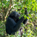 Chimpanzee and the Tree  screen for extension Chrome web store in OffiDocs Chromium