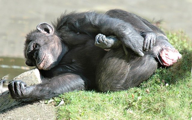 Muat turun percuma Chimpanzee Animal Monkey - foto atau gambar percuma untuk diedit dengan editor imej dalam talian GIMP