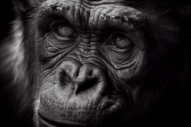 Free download chimpanzee ape animal free picture to be edited with GIMP free online image editor