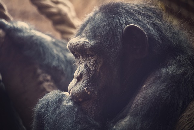 Free download chimpanzee ape animal primate free picture to be edited with GIMP free online image editor