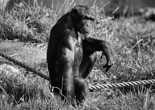 Free download chimpanzee chimp monkey primate free picture to be edited with GIMP free online image editor