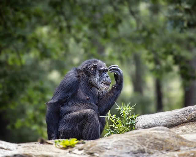 Free download chimpanzee chimp monkey zoo free picture to be edited with GIMP free online image editor