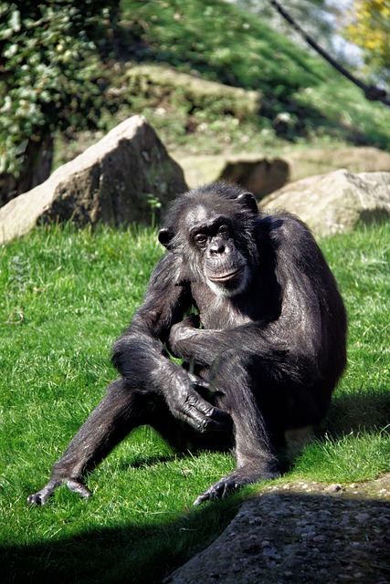 Free download chimpanzee monkey ape primate free picture to be edited with GIMP free online image editor