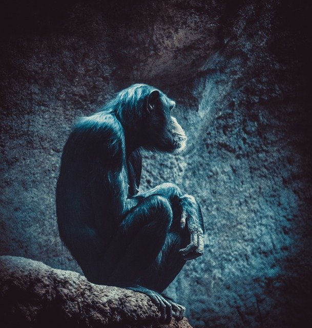 Descărcare gratuită Cimpanzee Zoo Monkey - fotografie sau imagini gratuite pentru a fi editate cu editorul de imagini online GIMP