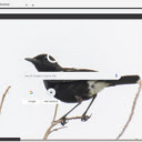 Chim Se Den  screen for extension Chrome web store in OffiDocs Chromium