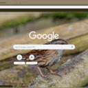 Chim Se Nau  screen for extension Chrome web store in OffiDocs Chromium