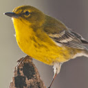 Chim trích bông  screen for extension Chrome web store in OffiDocs Chromium