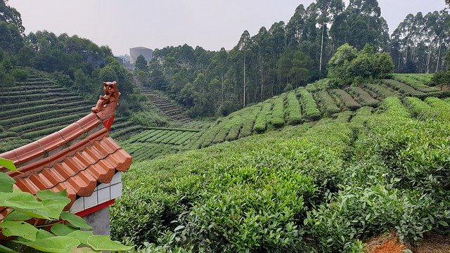 China Rice Nature 무료 다운로드 - 무료 사진 또는 GIMP 온라인 이미지 편집기로 편집할 사진