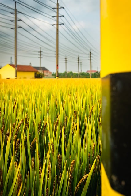 Baixe gratuitamente a imagem gratuita da agricultura agrícola de Xangai na China para ser editada com o editor de imagens on-line gratuito do GIMP
