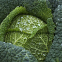 Chinese cabbage  screen for extension Chrome web store in OffiDocs Chromium