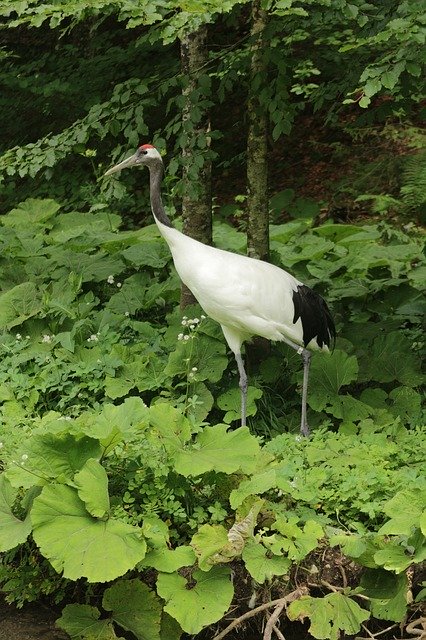 Free download Chinese Crane Tierpark -  free photo or picture to be edited with GIMP online image editor