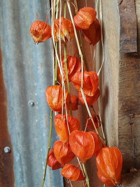 Unduh gratis Chinese Lantern Physalis - foto atau gambar gratis untuk diedit dengan editor gambar online GIMP