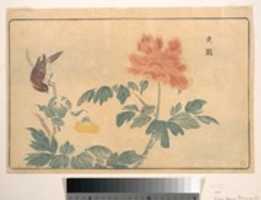 Free download Chinese Oriole and Peonies free photo or picture to be edited with GIMP online image editor
