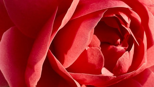 Free download chinese rose natural free picture to be edited with GIMP free online image editor
