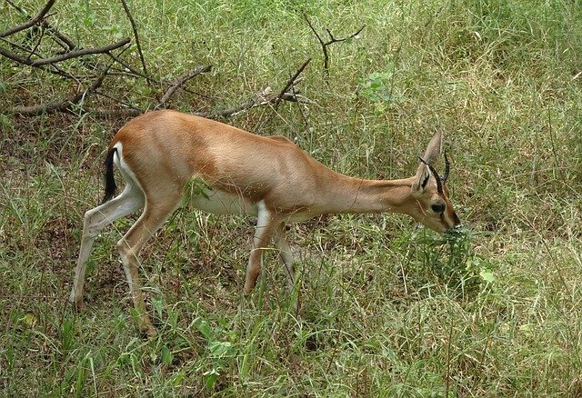 Free download chinkara gazella bennettii free picture to be edited with GIMP free online image editor