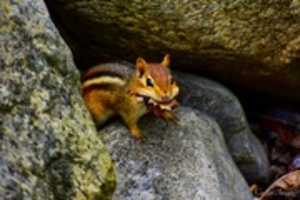 Free download chipmunk1 free photo or picture to be edited with GIMP online image editor