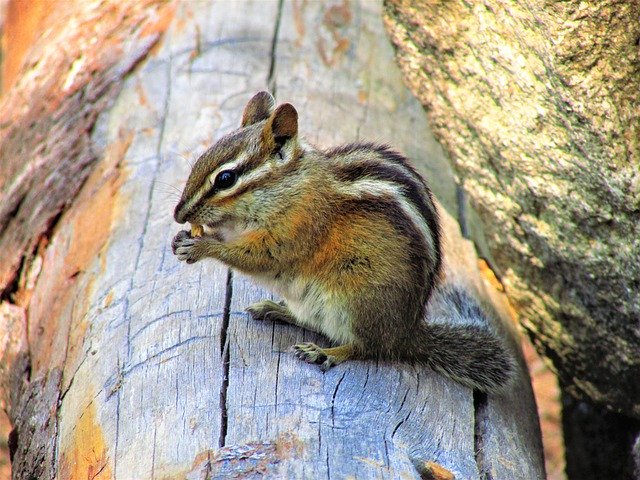 Free download Chipmunk Animal Mammal -  free photo or picture to be edited with GIMP online image editor
