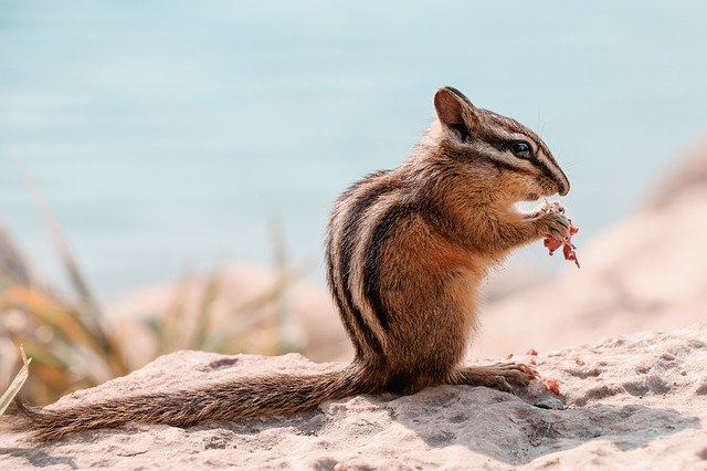 Muat turun percuma gambar haiwan chipmunk nager canada manis untuk diedit dengan editor imej dalam talian percuma GIMP