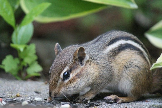 Free download Chipmunk Animal Nature -  free photo or picture to be edited with GIMP online image editor